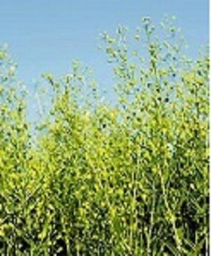 استاندارد ملی روغن و کنجاله کاملینا تدوین شد