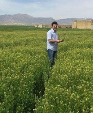 دانشگاه رازی اولین دانشگاه معرفی کننده رقم گیاهان دانه روغنی در کشور