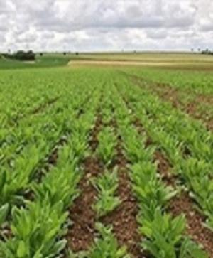 سخنرانی علمی «آموزش کشت گیاه دانه روغنی کاملینا» در دانشگاه رازی