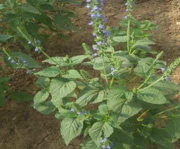 معرفی و تولید گیاه روغنی- دارویی چیا در دانشگاه رازی